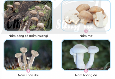 hình 1
