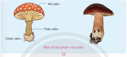 hình 1