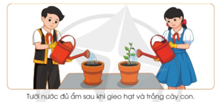 Hãy mô tả các thao tác tưới nước sau khi gieo hạt và trồng cây con trong hình dưới đây