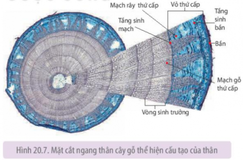 Quan sát lát cắt ngang của thân cây gỗ ở Hình 20.7 và cho biết cách xác định tuổi của cây Có thể sử dụng vòng gỗ để tìm hiểu về đặc điểm khí hậu (lượng mưa, nhiệt độ) ở địa phương nơi thực vật đó sinh sống được không? Giải thích.