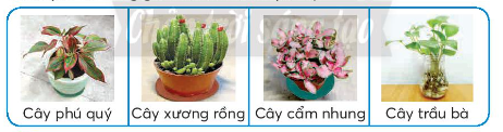 Em hãy tìm hiểu và trồng một cây cảnh theo gợi ý dưới đây để trang trí góc học tập của mình